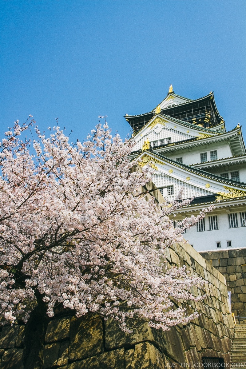 cherry blossom at osaka castle | www.justonecookbook.com