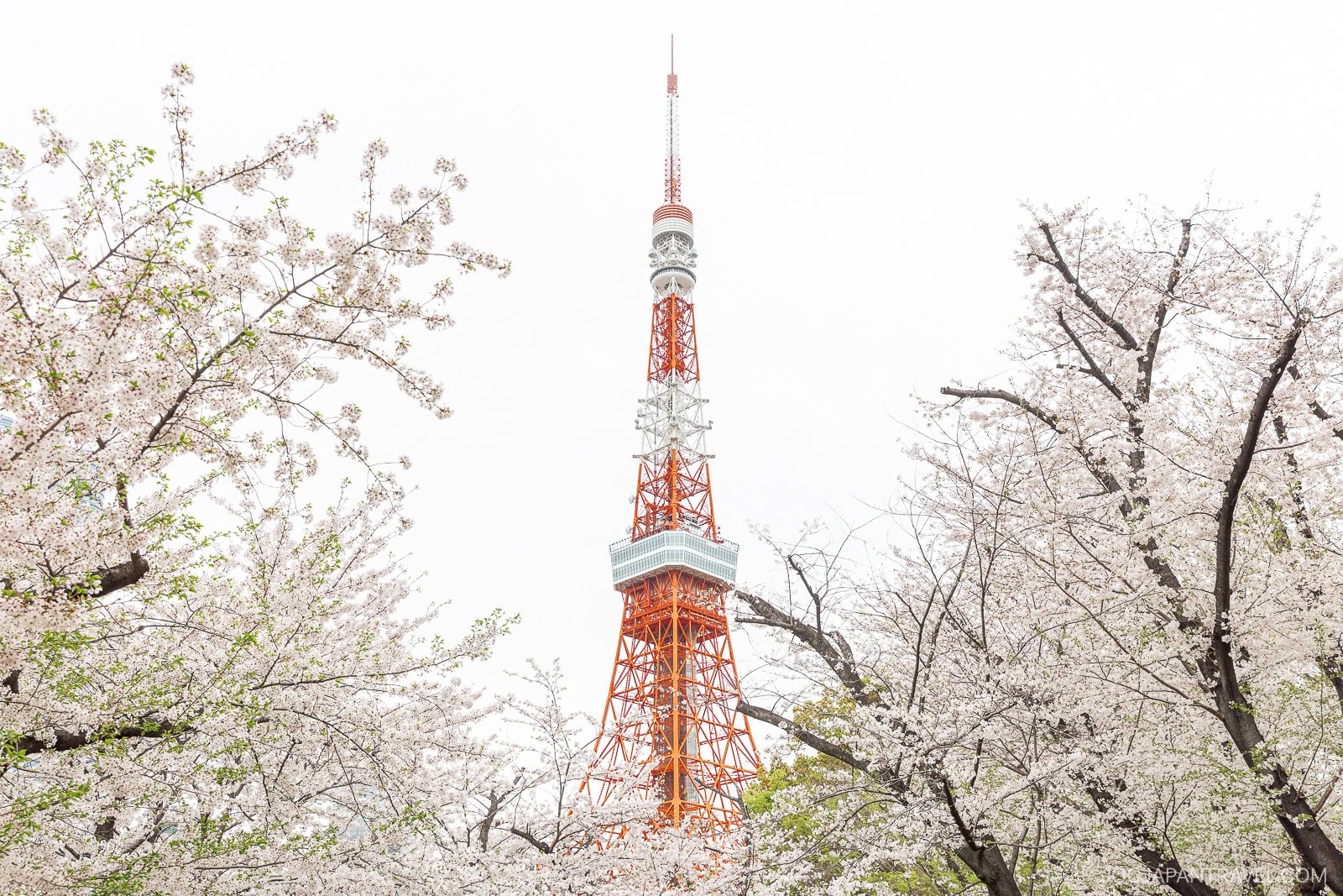 Tokyo Tower rises in the center, surrounded by blooming cherry blossom trees with pale pink flowers—perfect inspiration for cherry blossom recipes—set against a bright, overcast sky.