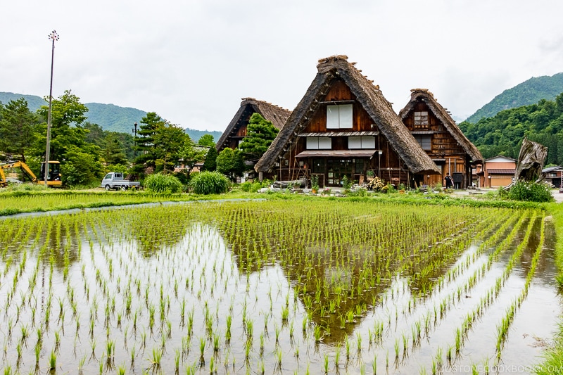 thatched roof building behind rice field