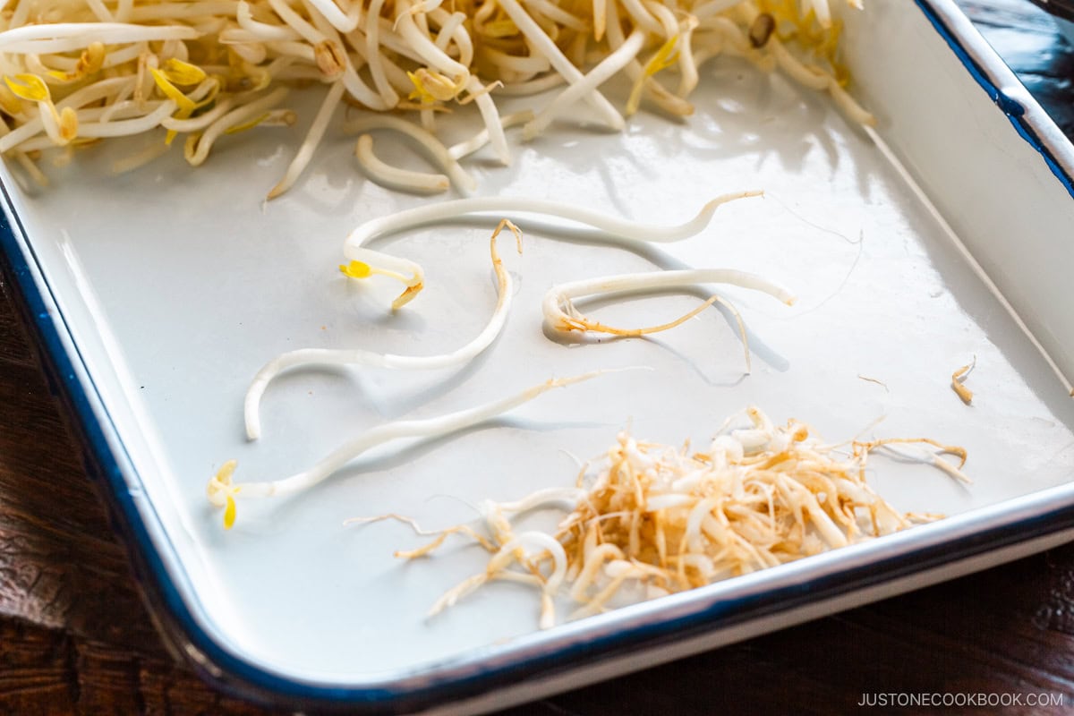 Trays containing fresh bean sprouts.