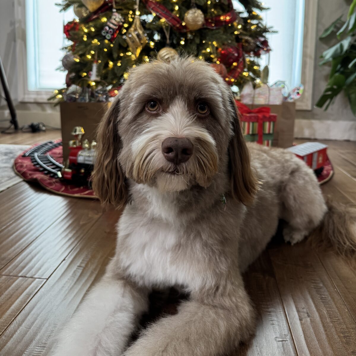 Dog sitting on hardwood floor in front of decorated Christmas tree with presents and train set, cozy holiday scene, adorable pet with festive background, Christmas celebration, indoor decor, holiday spirit, pet-friendly home, festive decorations, seasonal ambiance, family celebration.